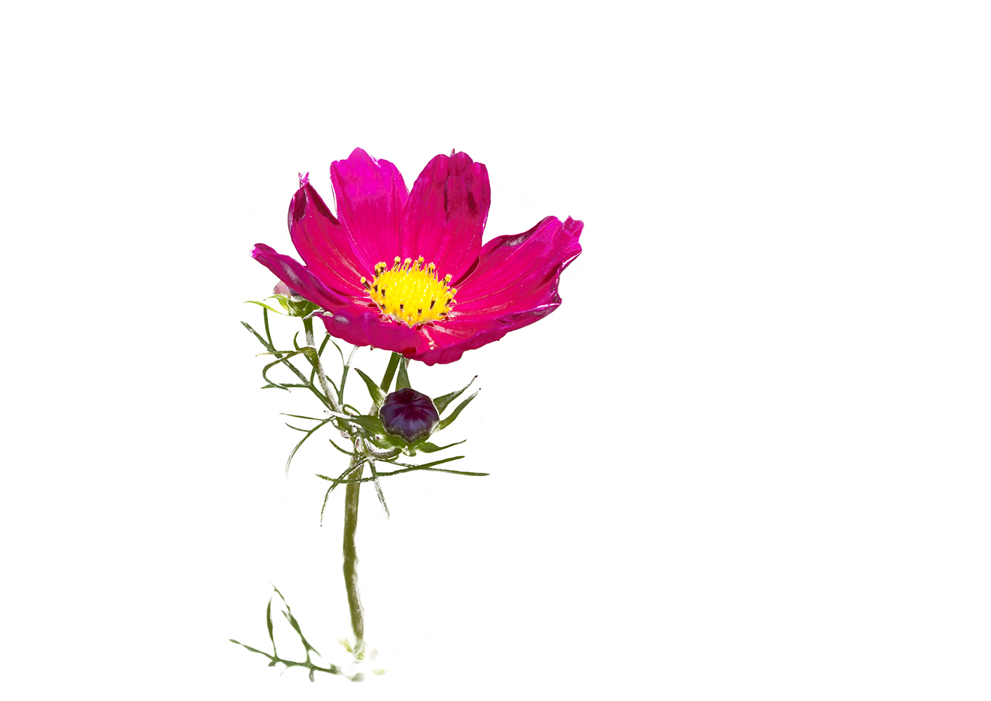 cosmos-flower-placemat-3